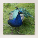 Suche nach königlich puzzle Vogel