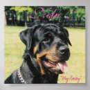 Suche nach rottweiler poster Jungtier