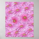 Suche nach gerbera blume poster Gerberas