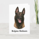 Suche nach belgische malinois karten Haustier