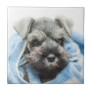 Suche nach selektiver fokus fliesen Ein tier