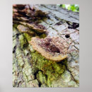 Suche nach baum poster Ökologie