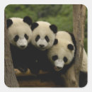 Suche nach kleiner panda aufkleber Asien