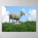 Suche nach mutterschaf poster Tiere