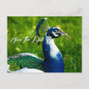 Suche nach pfau save the date postkarten Vögel