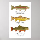 Suche nach fliegenfischen poster Forelle