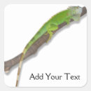 Suche nach iguana aufkleber Haustier