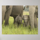 Suche nach asiatischer elefant poster Corbett nationalpark