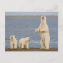 Suche nach bärenjunges postkarten Alaska