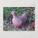 Suche nach trauer postkarten Vogelvogel