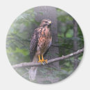 Suche nach lebende tote magnete Vogel