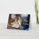 Suche nach katzenaugen karten Hauskatze