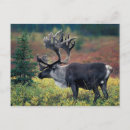 Suche nach tundra poster Fauna