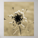 Suche nach sepia blume poster Fotografie