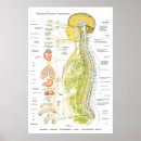 Suche nach medical poster Chart