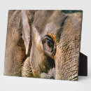 Suche nach elefanten fotoplatten Natur