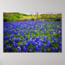 Suche nach texas bluebonnet poster Staat