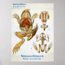 Suche nach vintage frösche poster Amphibien
