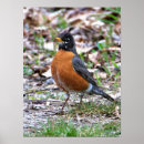 Suche nach rotkehlchen poster Natur