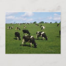 Suche nach rinder postkarten Landwirtschaft