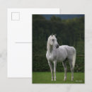 Suche nach stallion postkarten Grau