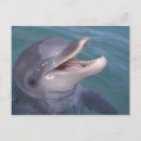 Suche nach tümmler postkarten Delfin