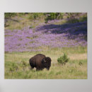 Suche nach amerikanischer bison poster Natur