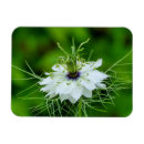 Suche nach kornblumen magnete Maisblume