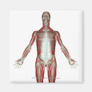 Suche nach muskeln magnete Körperschaft