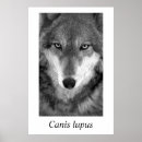 Suche nach canis lupus poster Fauna