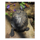 Suche nach fragezeichen poster Schmetterling