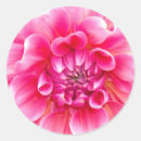 Suche nach rosa dahlie aufkleber Botanisch
