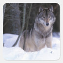 Suche nach grauer wolf aufkleber Nordamerika