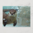 Suche nach niedlicher otter postkarten Tierwelt