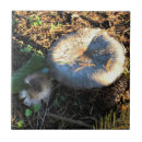 Suche nach pilze fliesen Herbst