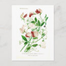 Suche nach süße erbse poster Botanisch