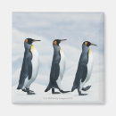 Suche nach penguin magnete Natur