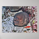 Suche nach aal poster Natur