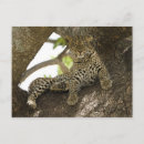 Suche nach pardus Panthera pardus