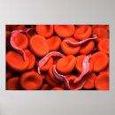 Suche nach parasit poster Zellbiologie