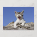 Suche nach gähnen poster Hauskatze