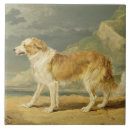 Suche nach rau fliesen Collie