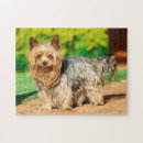 Suche nach yorkshire terrier puzzle Tier
