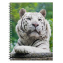 Suche nach weißer tiger kleine notizbücher Nahaufnahme