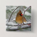 Suche nach roter kardinal buttons Singvogel