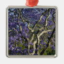 Suche nach blühende bäume ornamente Blüte