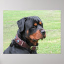Suche nach rottweiler poster Rottie
