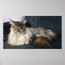Suche nach maine coon cat kunst Katze