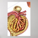 Suche nach anatomie kunst Lineare wiedergabe