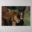Suche nach miniature poster Fohlen